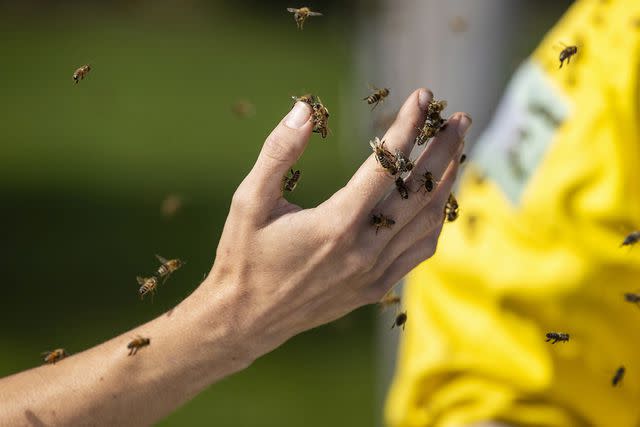 <p>Carlos Osorio/The Canadian Press via AP</p> Beekeeper Terri Faloney uses her hand to remove bees from a car in Burlington, Ontario