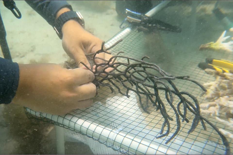 In this frame from video, PADI Course Director Amr Anwar installs coral to a net fixed to the sea bed to replant it in Dubai, United Arab Emirates, June 4, 2023. The diving instructor of the group is in the process of creating a certified coral restoration course that teaches divers how to collect and re-plant corals that have fallen after being knocked off by divers' fins or a boat's anchor. (AP Photo/Malak Harb)