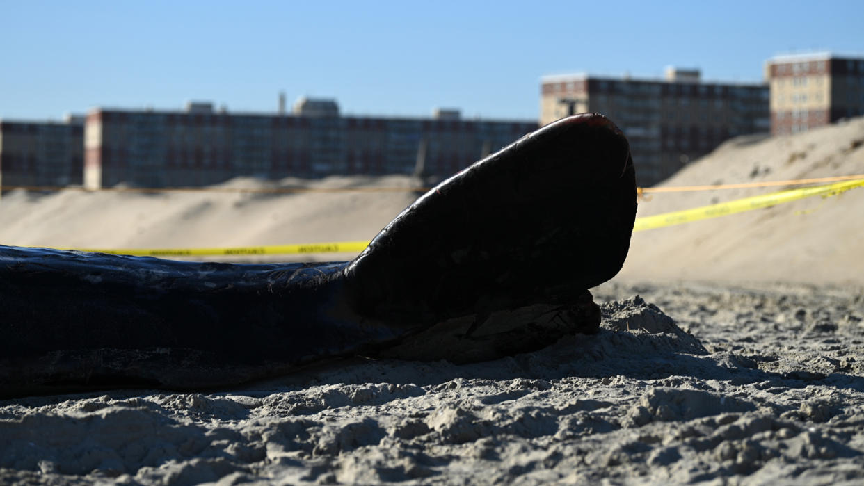 The tail of a whale on a beach near yellow police tape with large buildings in the background.