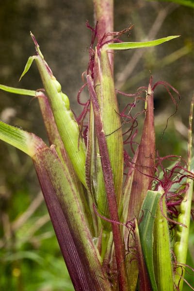 The ancestor of maize was a grass called teosinte. <a href="https://www.gettyimages.com/detail/photo/teosinte-royalty-free-image/497042077" rel="nofollow noopener" target="_blank" data-ylk="slk:vainillaychile/iStock via Getty Images Plus;elm:context_link;itc:0;sec:content-canvas" class="link ">vainillaychile/iStock via Getty Images Plus</a>