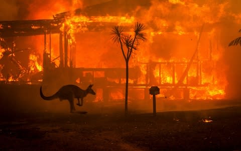 A kangaroo caught up in Australia's bush fires - Credit: New York Times