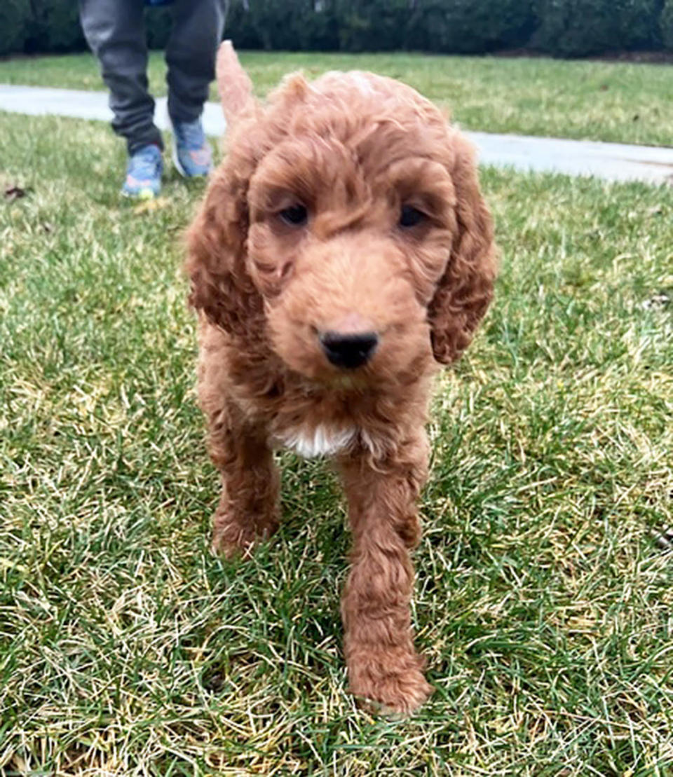 Craig Melvin's new dog takes a walk outside. (Courtesy Craig Melvin)