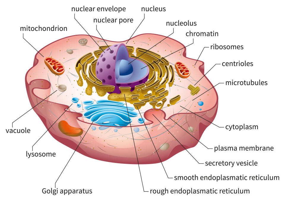 Diagram of a cell