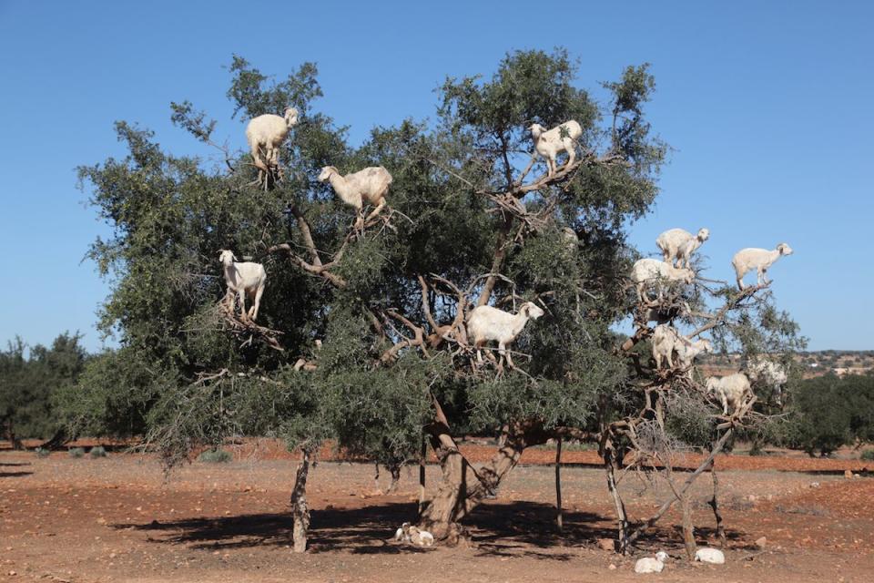 <p>Argan oil production in Essaouria, Morocco // December 17, 2016</p><p><strong>RELATED: </strong><a href="https://www.redbookmag.com/life/a50645/most-instagrammable-cities-summer-trips/" rel="nofollow noopener" target="_blank" data-ylk="slk:8 Instagrammable Places to Visit This Summer;elm:context_link;itc:0;sec:content-canvas" class="link "><strong>8 Instagrammable Places to Visit This Summer</strong></a></p>