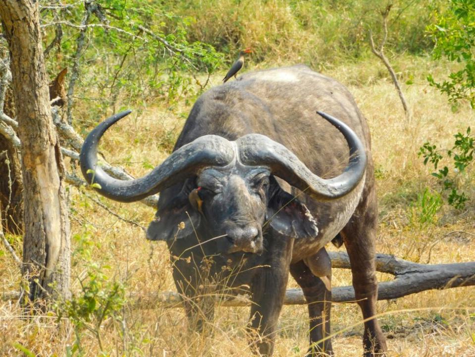 Buffalo in Akagera National Park