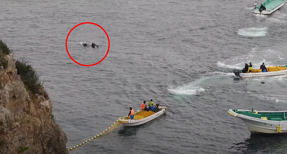 A pair of Risso's dolphins moments before they were hauled onto a skiff. Source: LIA/Dolphin Project