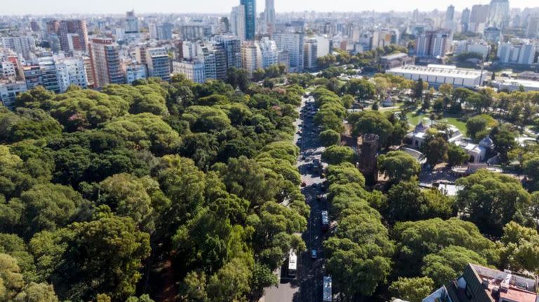 Arboles en la ciudad