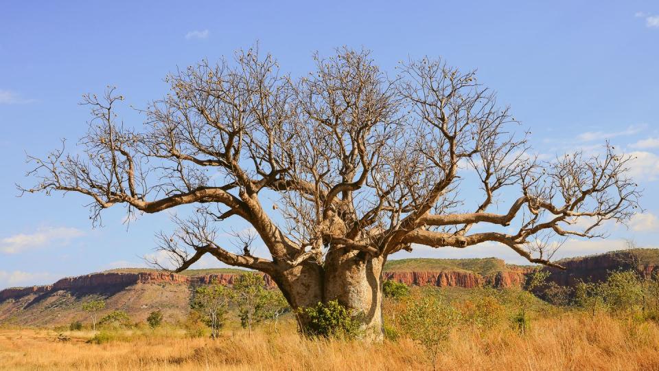 boab tree in el questro wilderness in the kimberley region of western australia