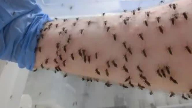 佩蘭每天把手伸進箱子，讓5000隻蚊子吸血。（圖／翻攝自perran ross / twitter）