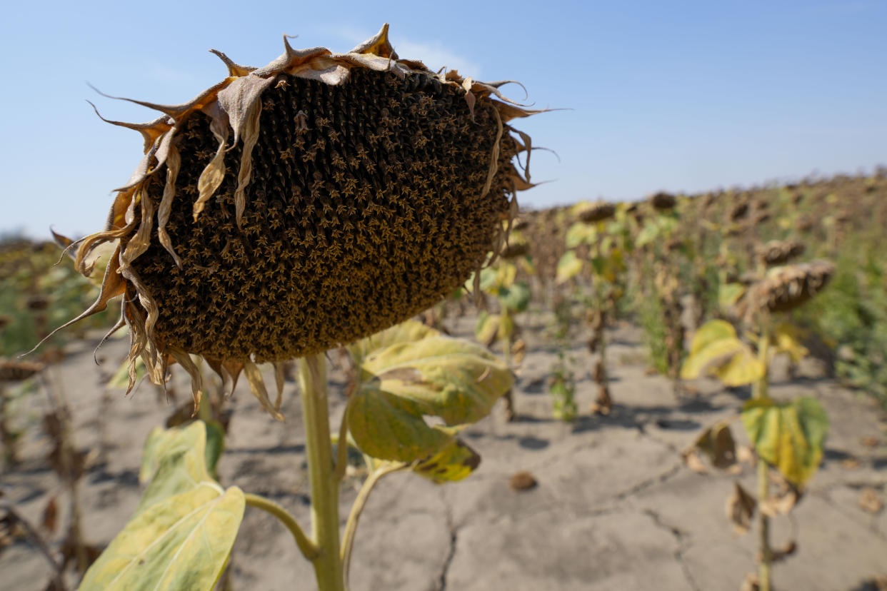 Wilted sunflowers in a field near the town of Becej, Serbia, Wednesday, Sept. 4, 2024. Experts say the summer of 2024 in the Balkans was the hottest since measurements started more than 130 years ago. (AP Photo/Darko Vojinovic)