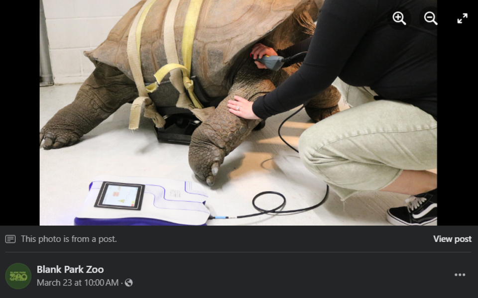 Barnaby the Aldabra tortoise. Screengrab from Blank Park Zoo's Facebook page.