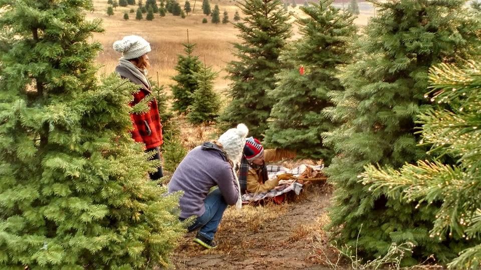 Idaho: Spring Valley Family Tree Farm, Troy