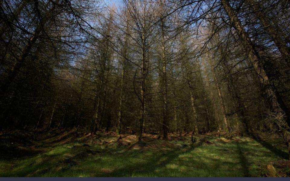 Ballyboley forest - Alamy/Radharc Images