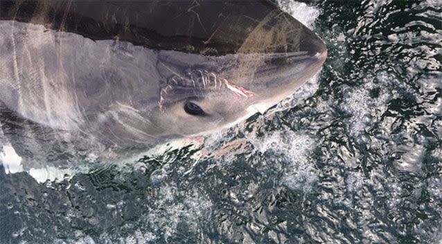 A 3.2m great white was tagged and released off Sharpes Beach, Ballina. Picture: SharkSmart/Twitter