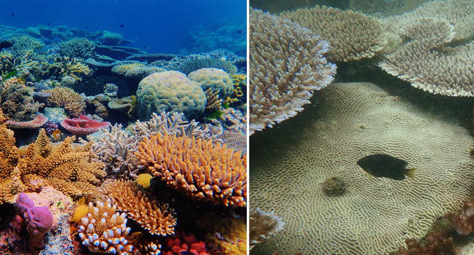 The Great Barrier Reef was once a sea of colour. These photos show that's no longer the case.