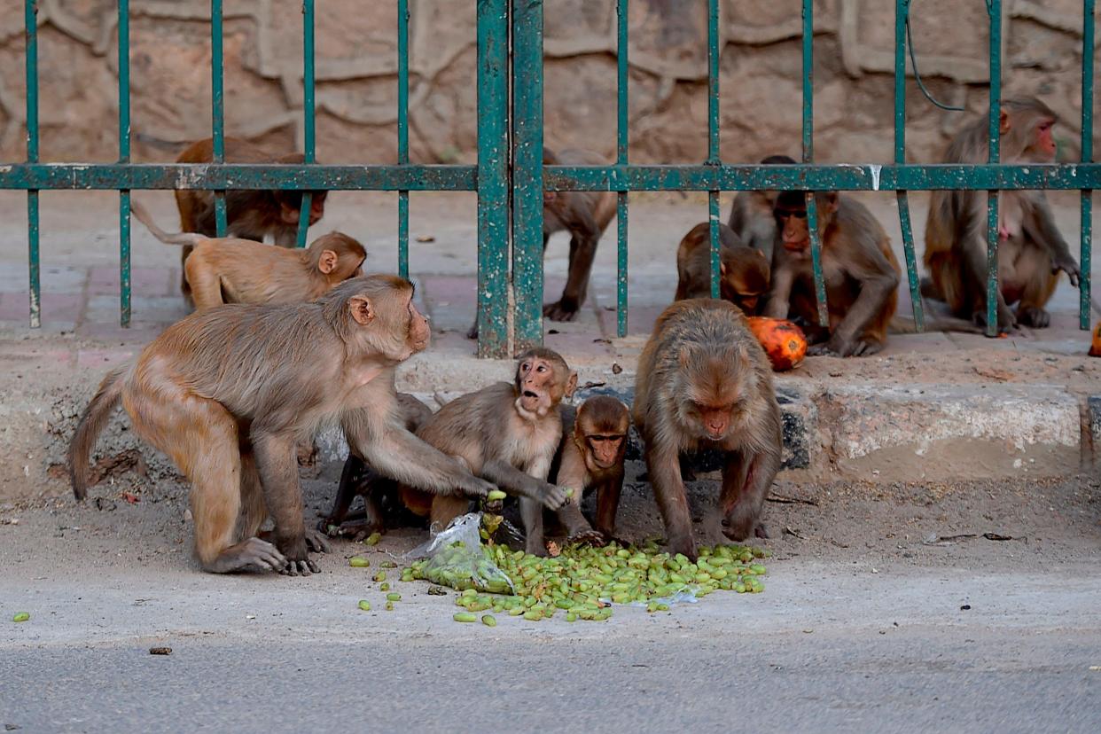 Monkeys eat fruits on a street during a government-imposed nationwide lockdown in New Delhi: AFP via Getty Images