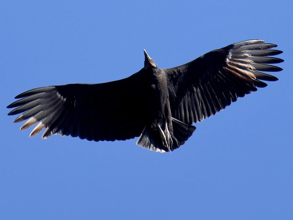 A black vulture glides across the sky of Staunton, Va.