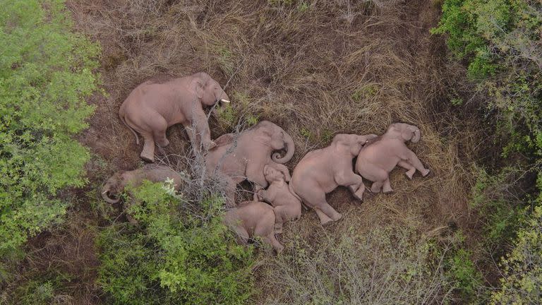 Una manada de 15 elefantes descansa plácidamente en un parque natural de la provincia china de Yunnan. 
El hábitat de los elefantes se ha desplomado a nivel mundial, ha disminuido en más del 50 por ciento para los elefantes africanos, y los elefantes asiáticos están restringidos al 15 por ciento de su área de distribución original, lo que agrava el conflicto entre humanos y elefantes.