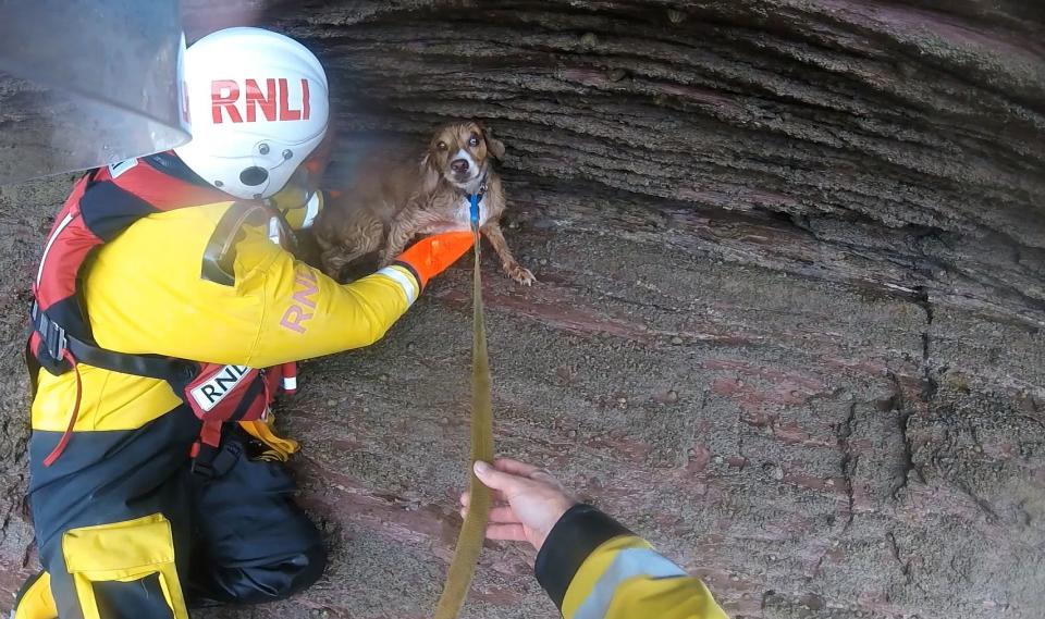 Der Spaniel Yogi bei seiner Rettung (Bild: RNLI)