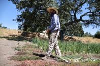 Farm manager Nick Tranmer picks onions on the campus of Midland School, as the global outbreak of the coronavirus disease (COVID-19) continues, in Los Olivos