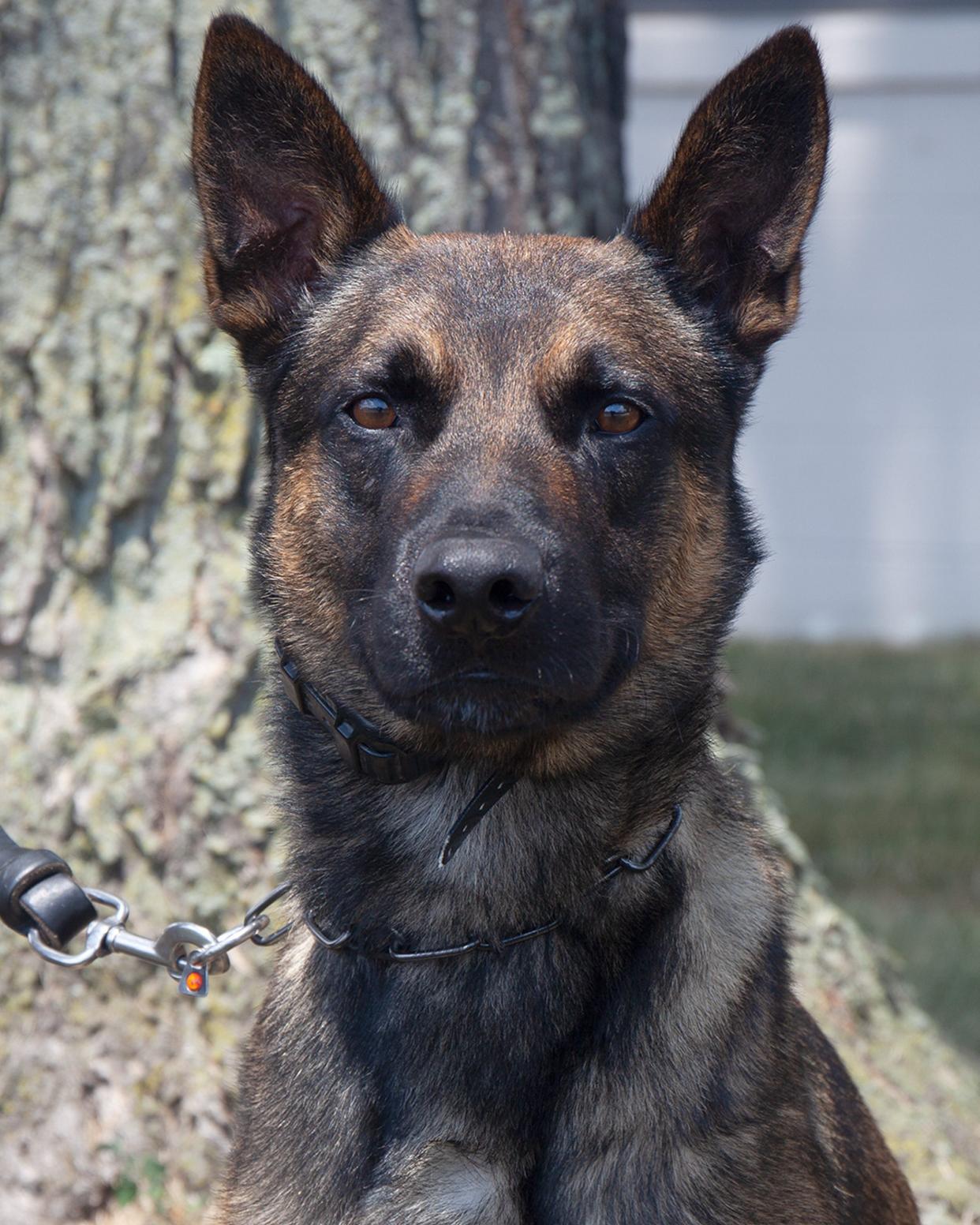 Yoda, the 4-year-old Belgian Malinois police K-9 that helped take down fugitive Danelo Cavalcante during the two-week long manhunt after he escaped from prison.