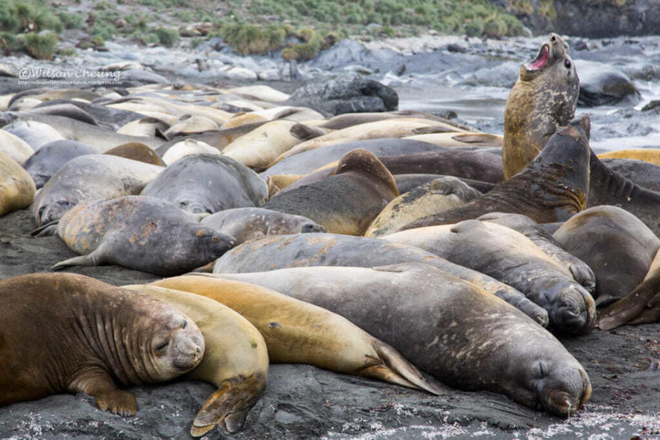 在南喬治亞島休息的南方象海豹（Elephant Seal）。一頭有勢力的雄性象海豹，可以擁有多達20至40位伴侶。