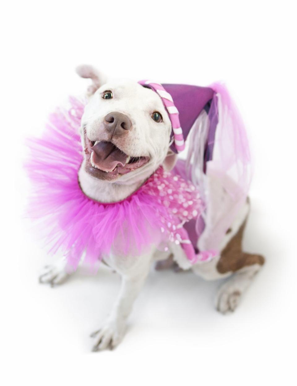 15 Adorable Photos of Pit Bulls That Prove They Don't Deserve Their Bad Rep