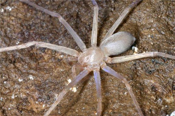 The eyeless huntsman spider