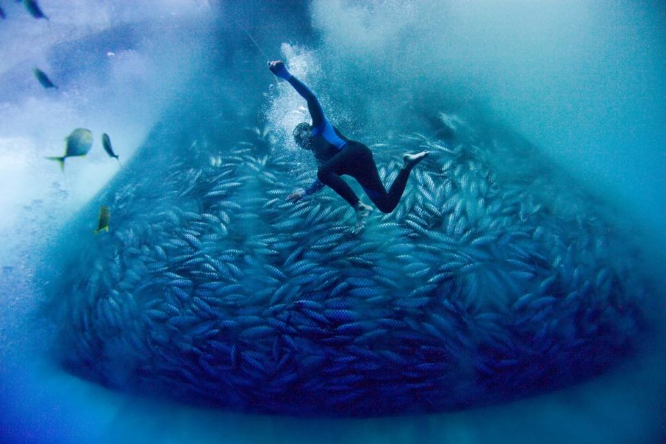 全球海洋面臨過度捕撈危機，每年漁撈量高達9千萬公噸，導致許多魚種逐漸消失。