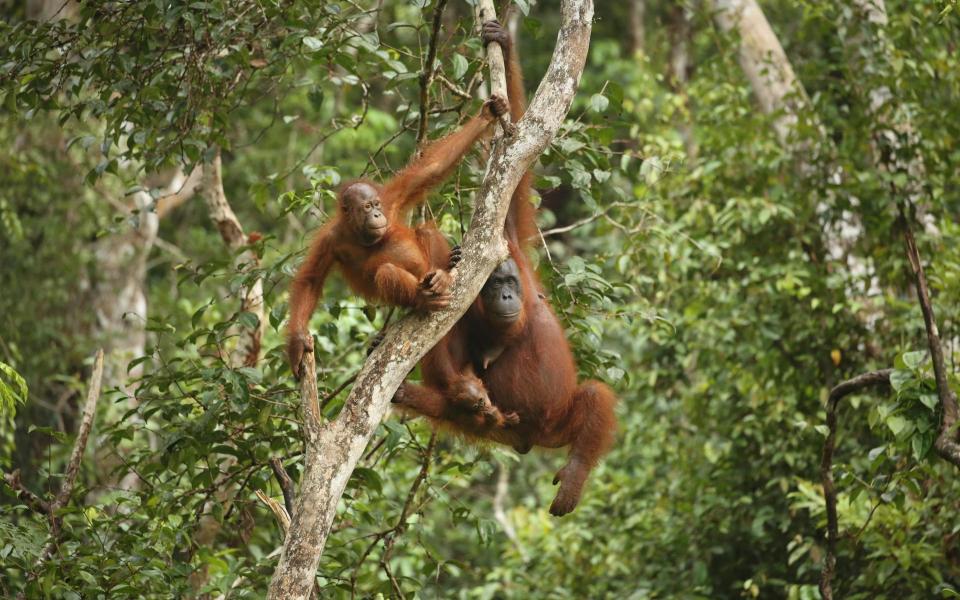 Borneo's orangutans are critically endangered - GETTY