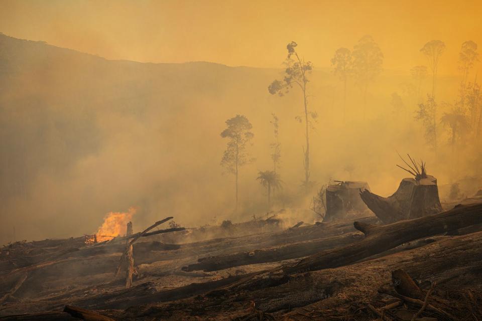 Logging in Victoria’s native forests will be banned from next year. Pictured: a logging area burnt after clearfelling. Chris Taylor, Author provided