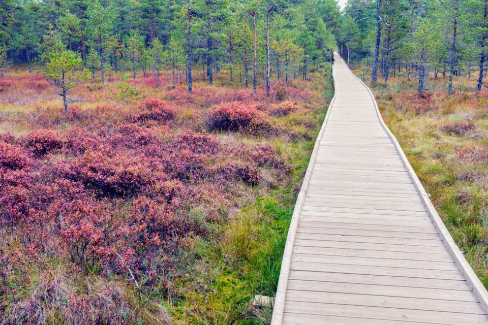 Der Lahemaa Nationalpark befindet sich im Norden Estlands und im Osten der Hauptstadt Tallinn. Das Gebiet zählt zu den größten Natur-Arealen des Landes und bietet als geschützter Raum Zuflucht für Elche, Wölfe, Bären, Luchse, Füchse und Wildschweine. Der Park ist für Wanderungen und Naturbeobachtungen offen und besticht mit unterschiedlichsten Landschaftsformen: Kalksteinkliff, Strände, Moorgebiete, Kiefern- sowie Klippenwälder und Flüsse. (Bild: iStock/benkrut)