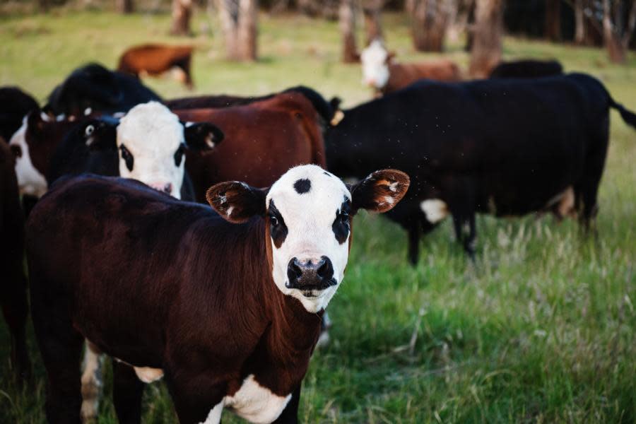 Estados Unidos ordena matar 150 vacas salvajes disparando desde helicópteros