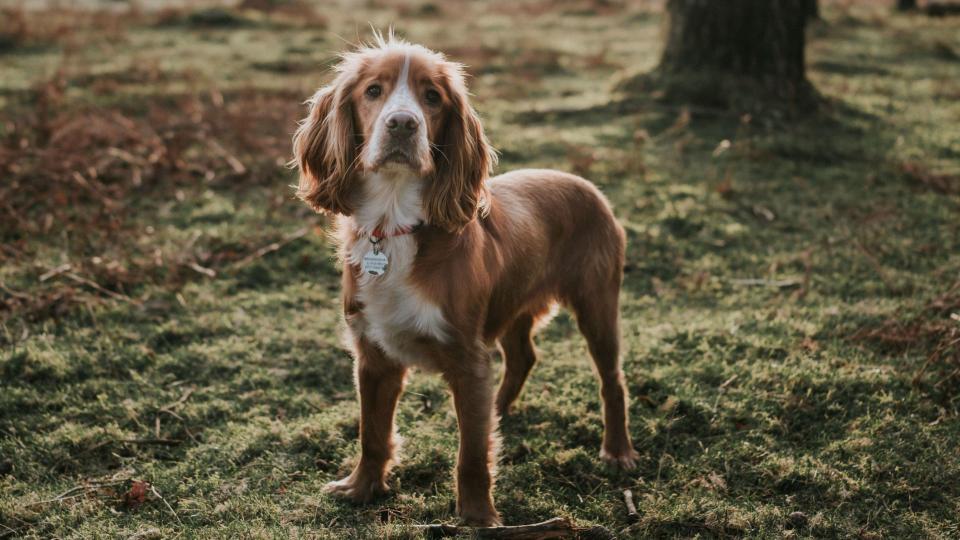 Cocker spaniel