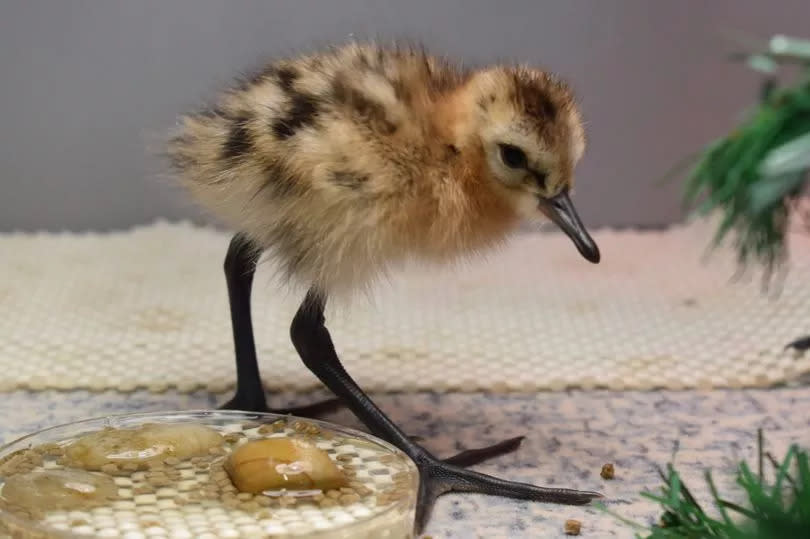 A black-tailed godwit chick