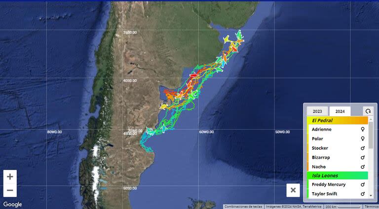 Rastreadores colocados en 20 pingüinos de Magallanes permiten seguir en tiempo real la migración invernal de cuatro colonias de las costas patagónicas