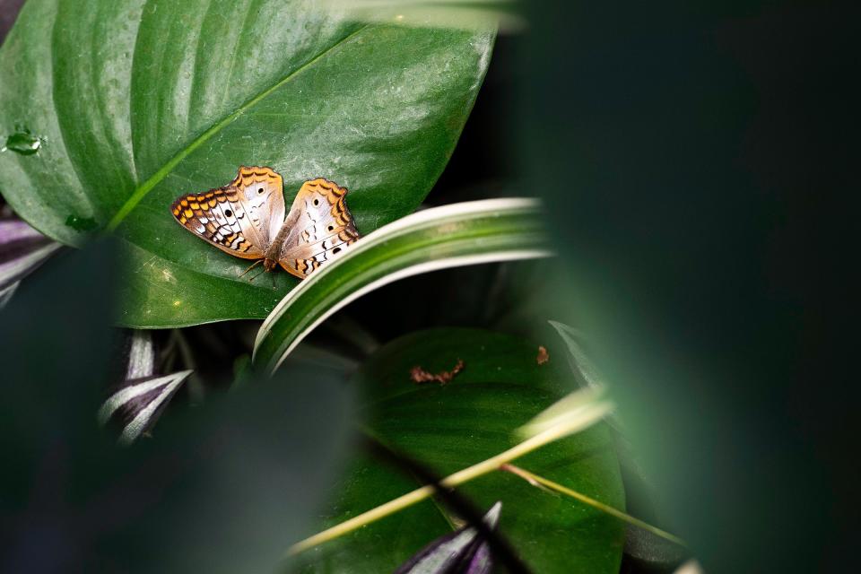 Butterflies are seen on tropical plants at the Gardens on Spring Creek in Fort Collins, Colo., on Wednesday, April 24, 2024.
