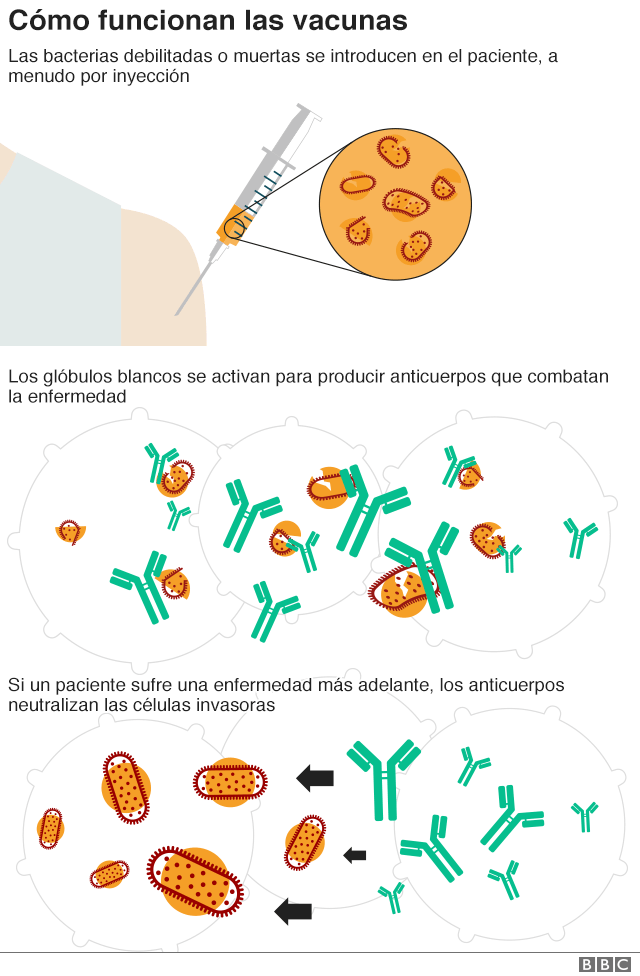 Cómo funcionan las vacunas