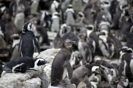 A colony of African penguins is pictured at the Penguin Reserve at Stony point in Betty's Bay near Kleinmond, southwest of Cape town, South Africa, November 26, 2009. REUTERS/Kai Pfaffenbach/File Photo
