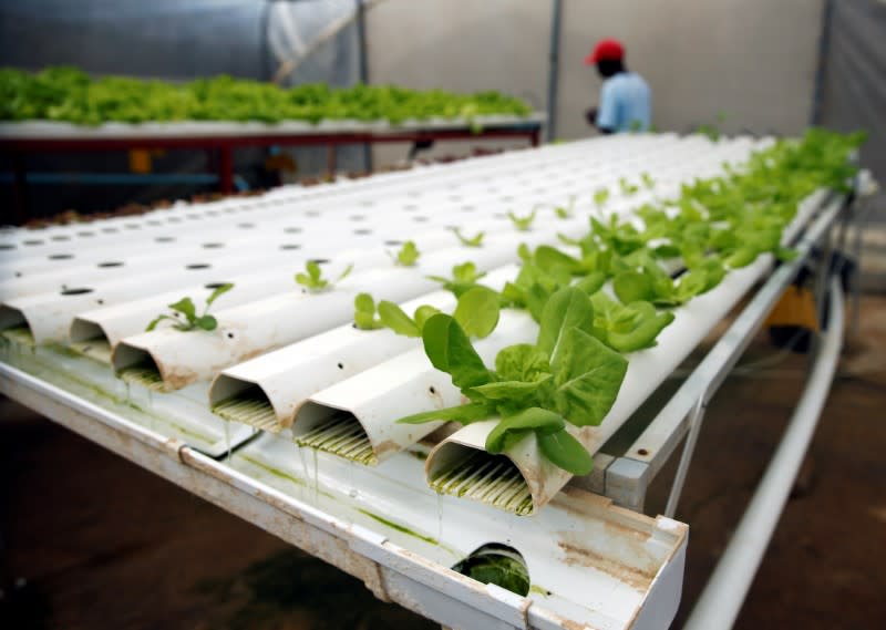 A worker tends to plants growing in a hydroponic garden in Harare