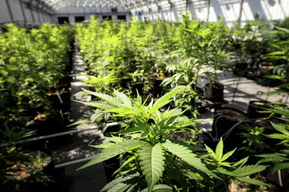 FILE – In this May 5, 2015 photo, marijuana plants grows at a Minnesota Medical Solutions greenhouse in Otsego, Minn. (Glen Stubbe/Star Tribune via AP, File)