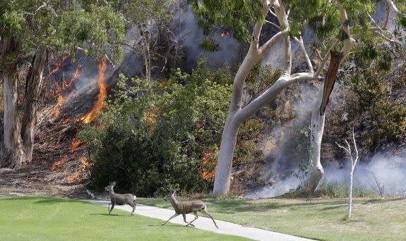 Deer flee the the La Tuna Fire, at a golf course in Burbank on September 3, 2017.