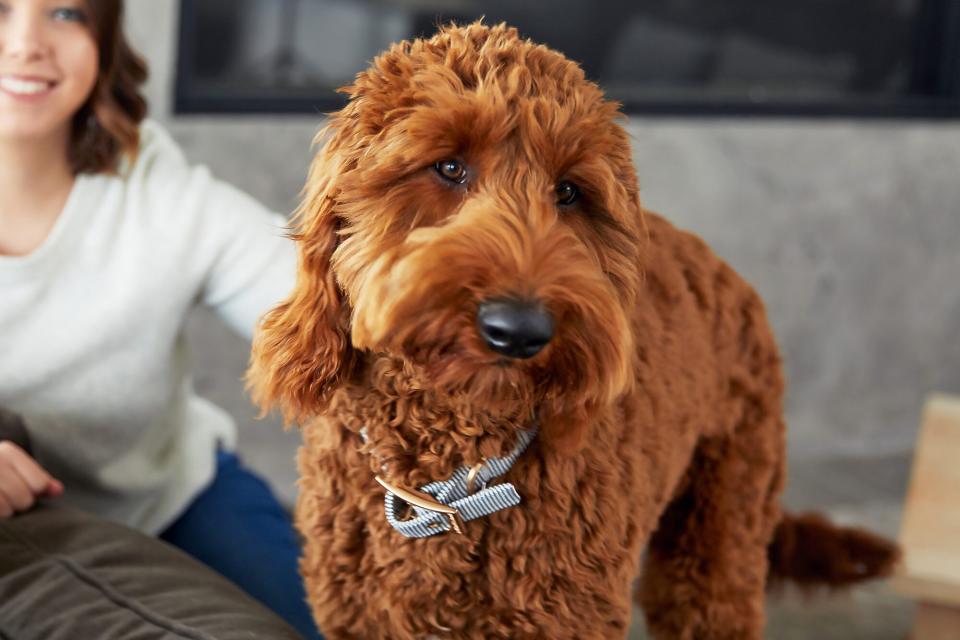 Goldendoodle on sofa with woman in the background