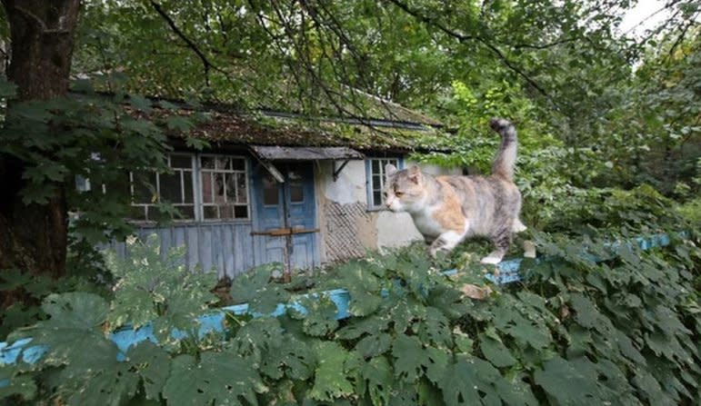 Gato en Chernóbil