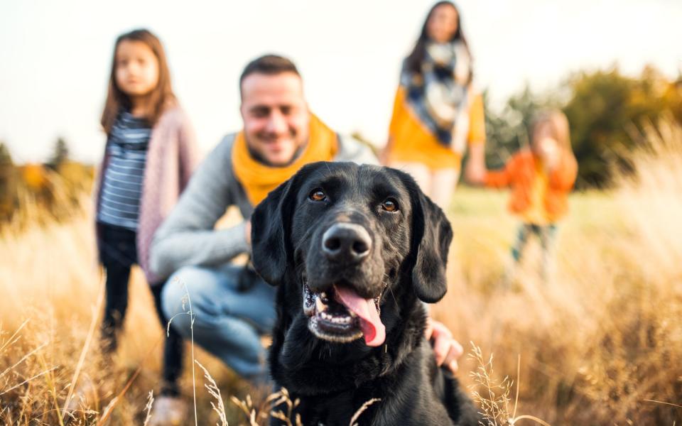 Diese Hunde lieben die Deutschen