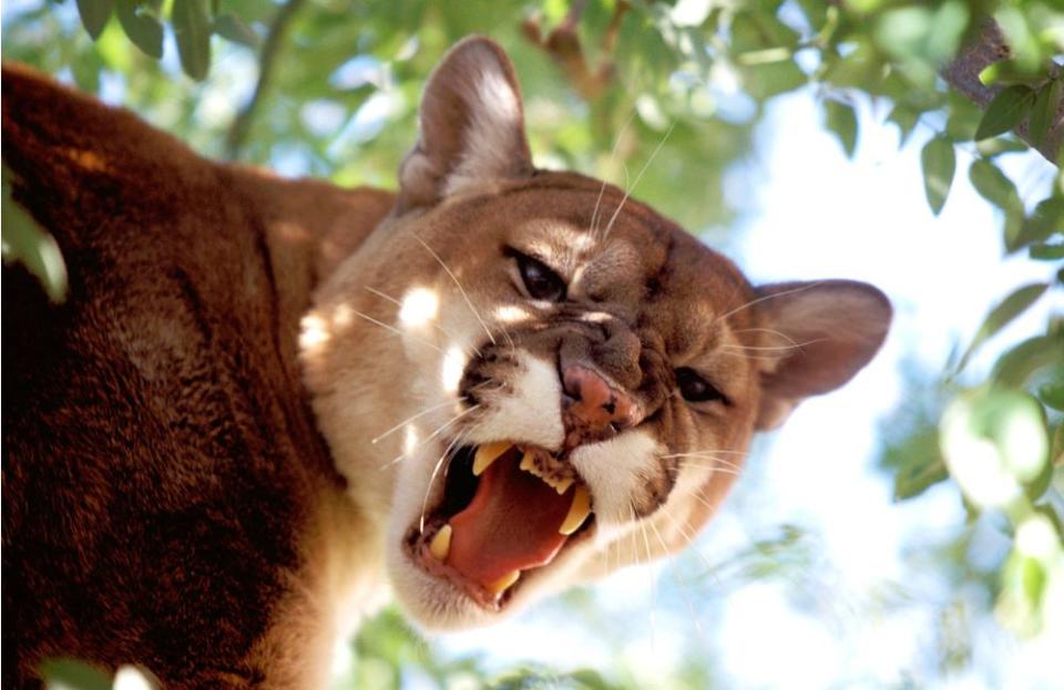 Mountain lions are often referred to as pumas or cougars