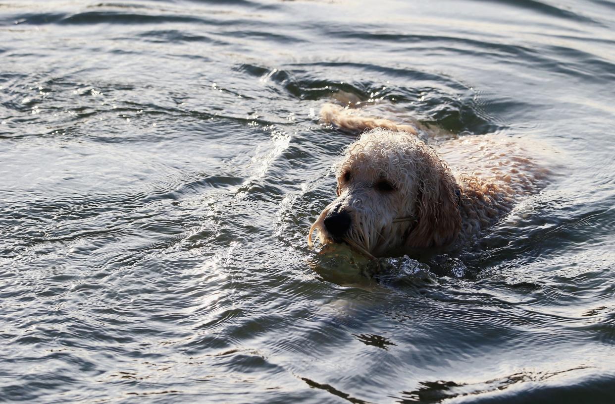 A Golden Doodle dog plays 