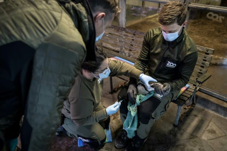 Un pingüino Humboldt del Zoo de Copenhague es vacunado contra la gripe aviar el 1 de diciembre de 2020 (Mads Claus Rasmussen)