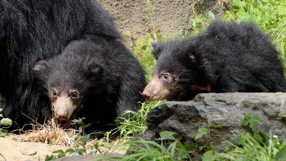 <p>Philadelphia Zoo</p> Philadelphia Zoo sloth bear cubs