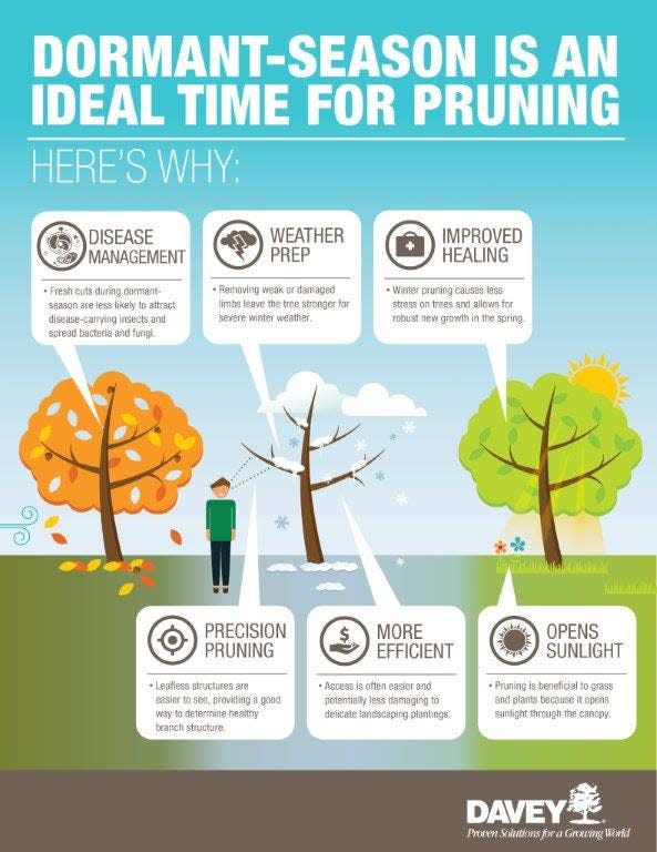 A graphic from Davey Tree Service shows why dormant season is the ideal time to prune your trees.